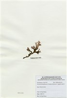 藏品(海木耳)的圖片